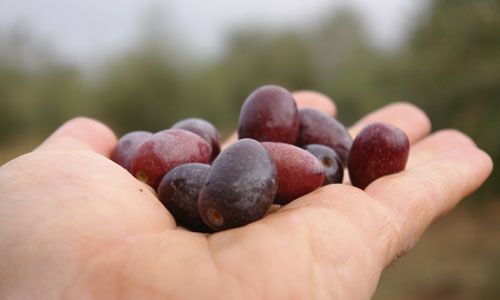 calidad-aceituna calidad aceituna