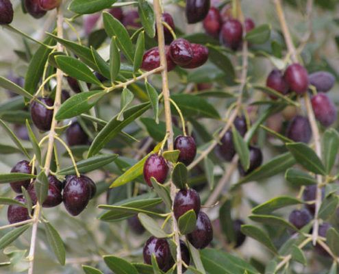 elaboracion aceite 1