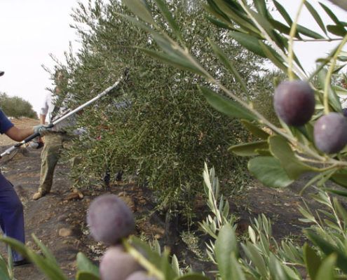 elaboracion aceite 2