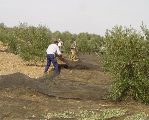 elaboracion aceite 3