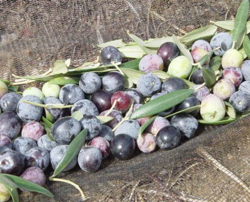 elaboracion aceite 4