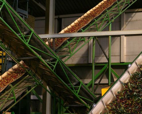 elaboracion aceite 5