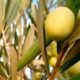 Historia y curiosidades del olivo