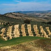 exportacion-aceite-oliva-espanol exportacion aceite oliva espanol