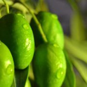 variedad olivo picual