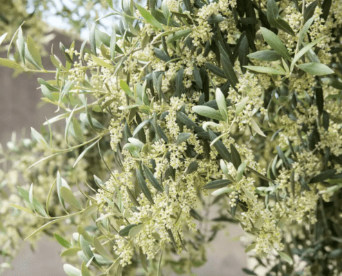 Flor del Olivo - Olivo florecido