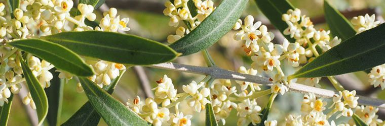 La flor del olivo y su importancia en la elaboración de AOVE - Oleopalma