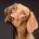 ¿puedo darle AOVE a mi perro?