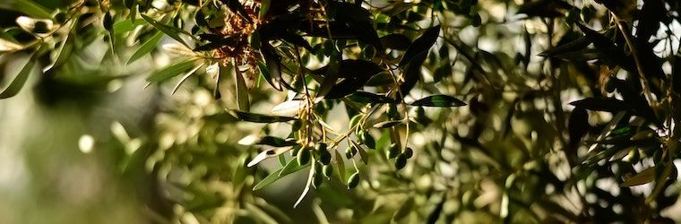 olivo mas antiguo del mundo