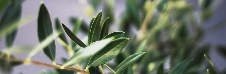 variedades de olivo