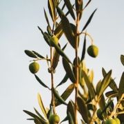 vareo de la aceituna