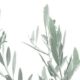 variedades olivo