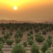 variedades de olivo según el clima