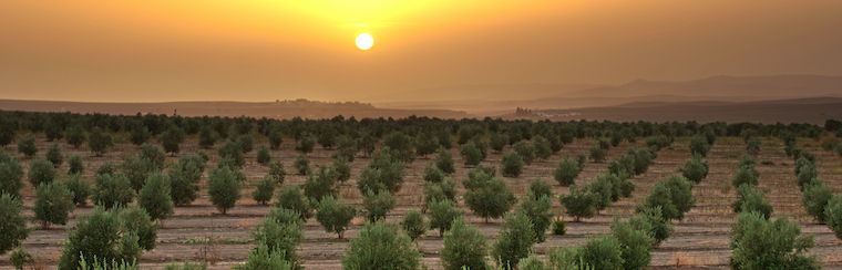 variedades de olivo según el clima
