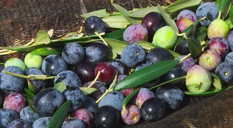 Aceite de Oliva a Granel 2 Disponemos de AOVE monovarietal y multivarietal